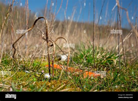 Daisies Or Bellis Perennis Growing Next To Plastic Waste On A Covered Landfill In Bad Iburg In