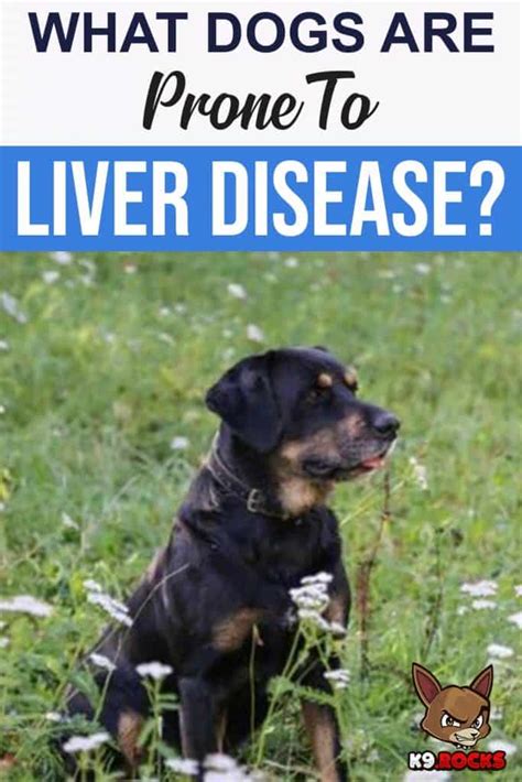 What Dogs Are Prone To Liver Disease K9 Rocks