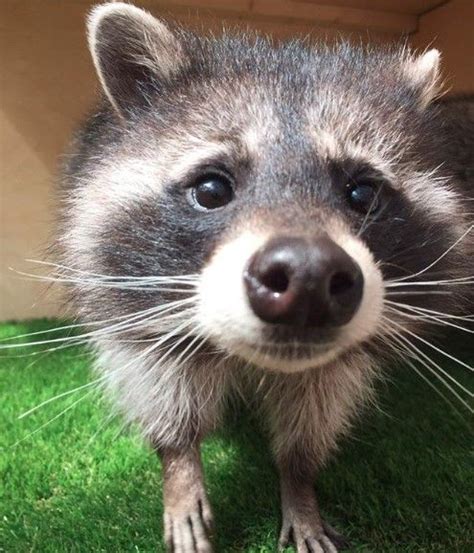 14 Nutrition And Care Tips For Raccoons Petpress Pet Raccoon