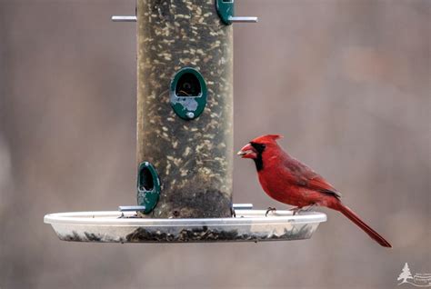 What Do Birds Need To Survive Winter Illinois Country Living Magazine
