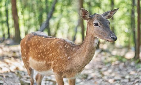 Leader dans le suivi de la filière gibier en France