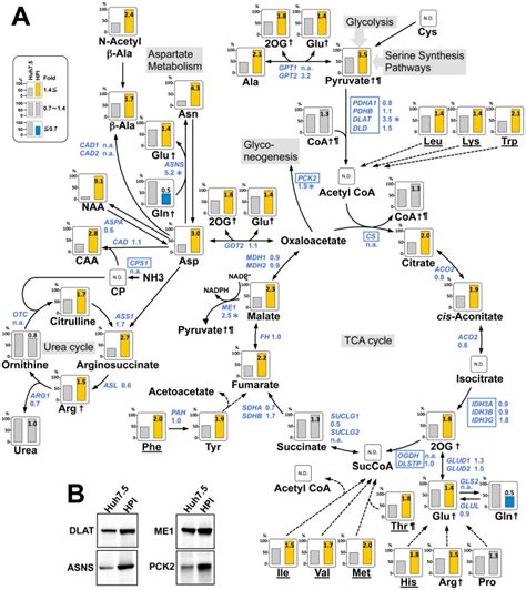 A A Metabolic Map Of The Tca Cycle Amino Acid Metabolism And The Download Scientific