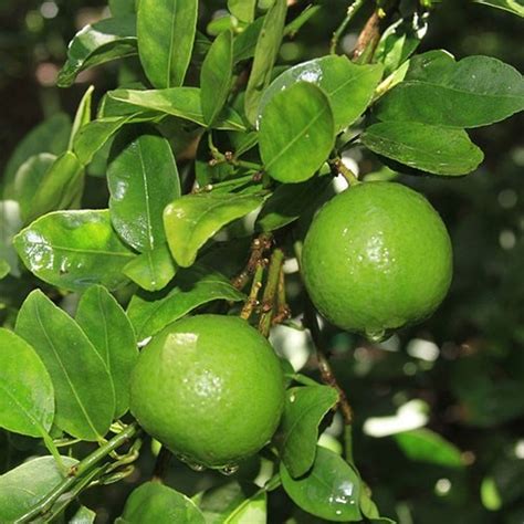Citrus X Aurantifolia Key Lime Siteone