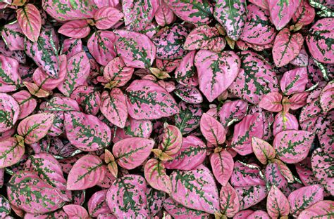 How To Grow And Care For Polka Dot Plants