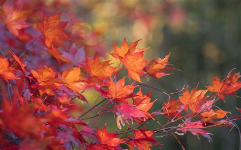 Download Wallpaper 3840x2400 Maple Leaves Branches Macro Autumn