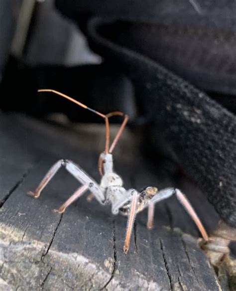 Top Pictures Insect With A Lot Of Legs In House Updated