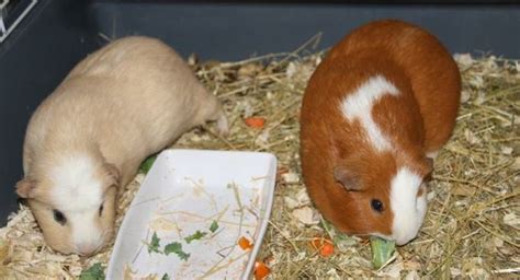 They thrive in large groups. WHERE CAN I BUY A GUINEA PIG? - Celia Haddon