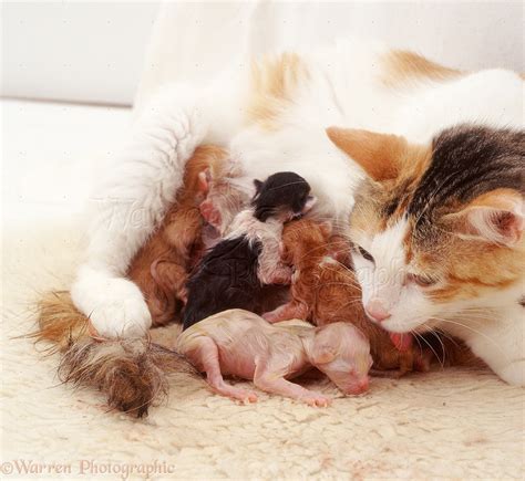 Calico Cat Licking Her Newborn Kittens Photo Wp13692