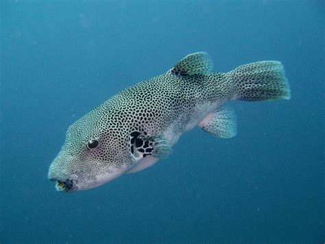 Giant Puffer Fish Puffed Up