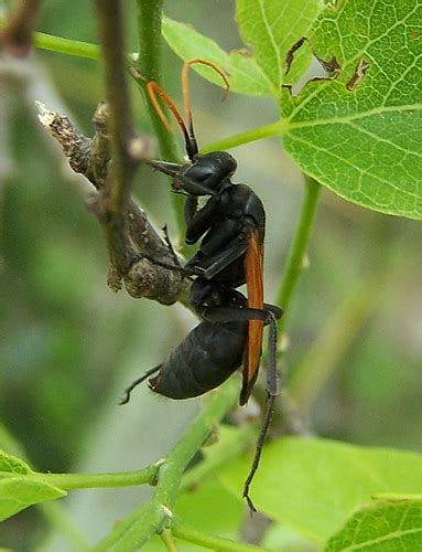 Black soldier fly larva (actually a pupa). Black wasp with Orange wings - BugGuide.Net