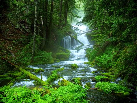 Landscape Nature Tree Forest Woods River Waterfall Wallpapers Hd