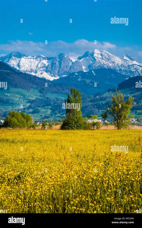 Wild Flower Fields With Snow Capped Alpine Peaks In The Background