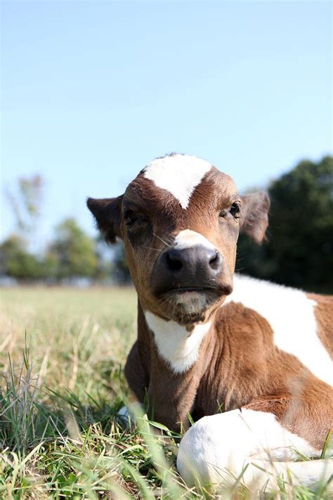 Maybe you would like to learn more about one of these? 342 best Jersey Cows images on Pinterest | Cow, Farm ...