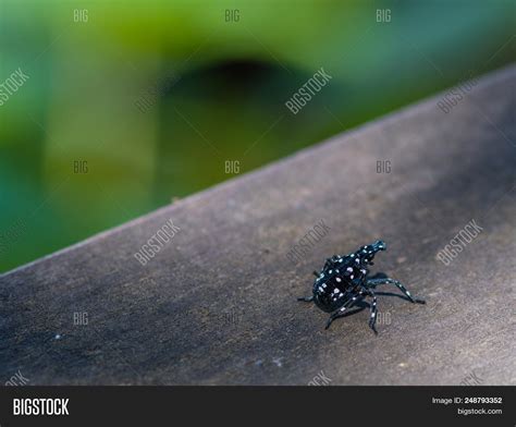 Small Black Beetle Image And Photo Free Trial Bigstock