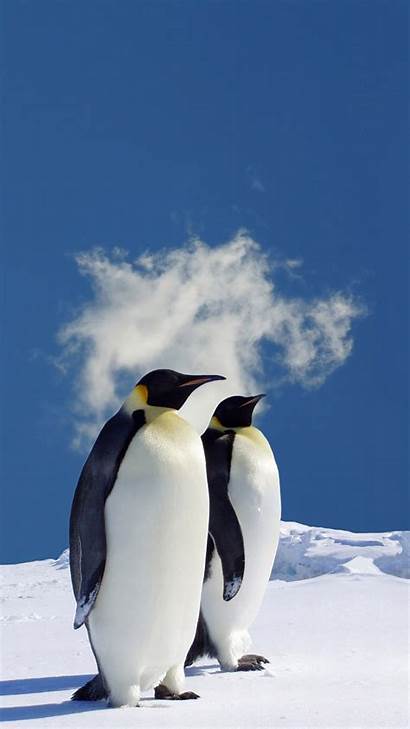 Iphone Penguins Penguin Wallpapers Winter Emperor Animal