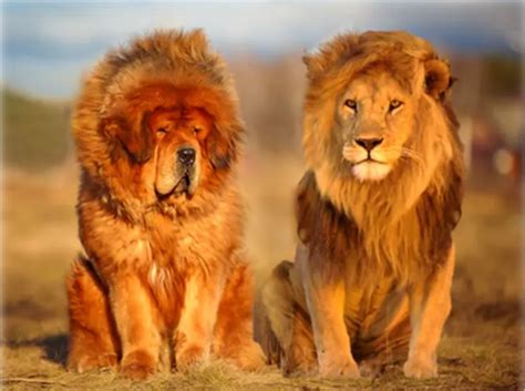 7 Dogs That Look Like Lions Pethelpful