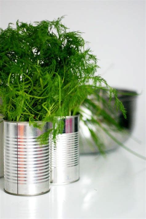 Reusing Tin Can Herb Garden Planting Herbs Diy