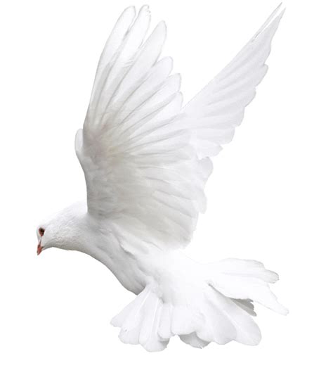 Download Free Columbidae White Pigeon Photos Free Transparent Image Hd