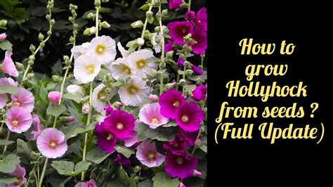 How To Grow Hollyhock From Seeds With Full Update Youtube