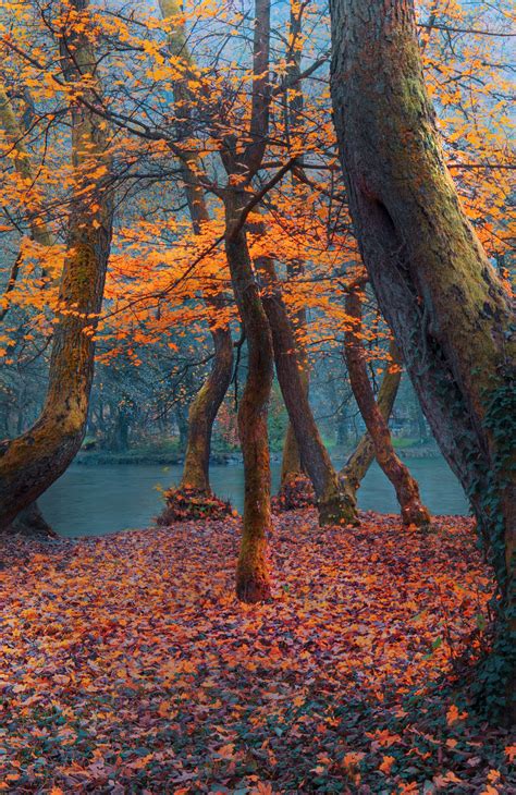 River Trees Autumn Impression Ilidza Sarajevo Bosnia Autumn