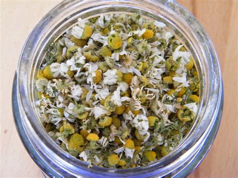 How To Dry Chamomile Flowers Dried Flower Craft
