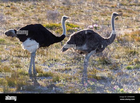 Common Ostrich Struthio Camelus Male And Female Standing On The