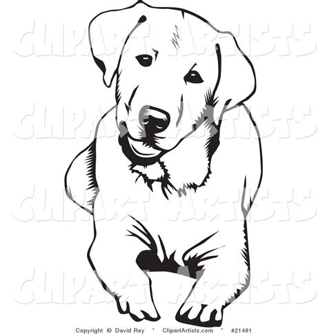 10 Labrador Dibujo
