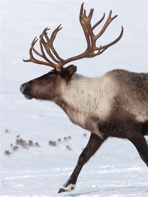Top 133 Animals That Look Like Reindeer