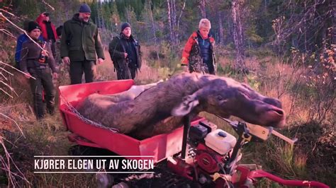 moose hunting norway youtube