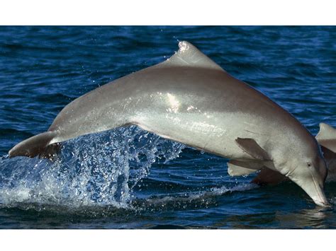 New Species Of Humpback Dolphin Science Aaas