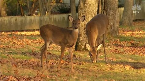 Hunter Dies After Being Attacked By Deer He Shot ‘it Got Back Up