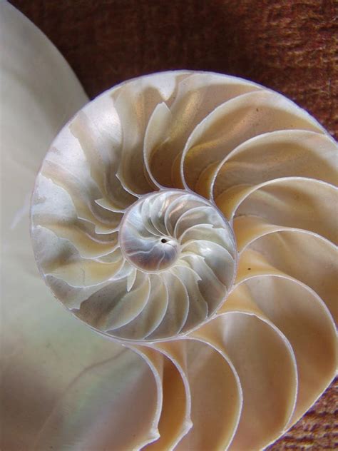 Nautilus Shell Photograph By Florene Welebny Fine Art America
