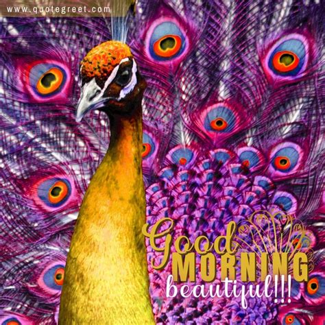 33 New Beautiful Good Morning Peacock Images Quotes Greetings Quotegreet