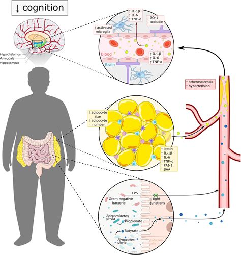 Frontiers Gut Microbiome Inflammation And Cerebrovascular Function