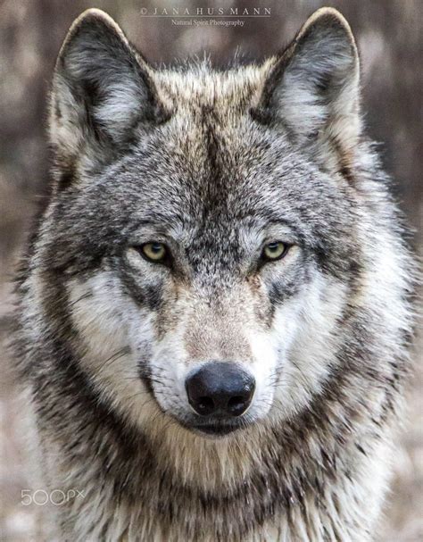 Timber Wolf Portrait Animal Wildlife Photography Wolves Lobos