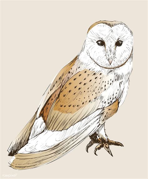Download Premium Vector Of Illustration Drawing Style Of Owl 265016