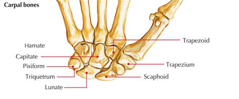 Bones Of The Hand Anatomy Earth S Lab