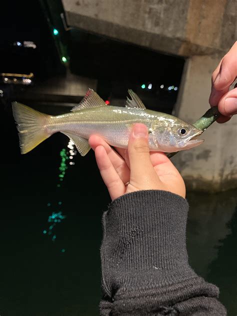 Caught In Southern California Harbor Whatsthisfish