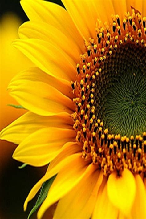 Pin On Girasoles