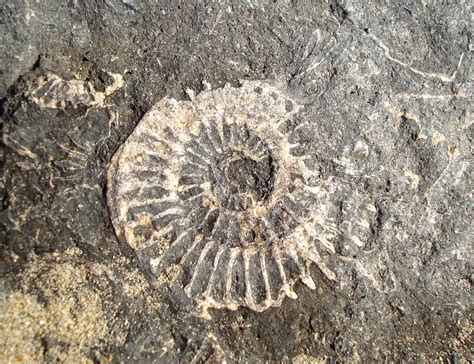Fossil On Dorset Beach Dorset Beaches Jurassic Coast Dorset