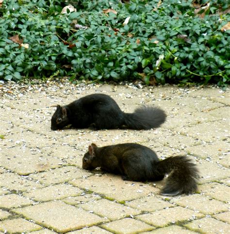 The black squirrel have a mutation of this type. a curious gardener: our black squirrels