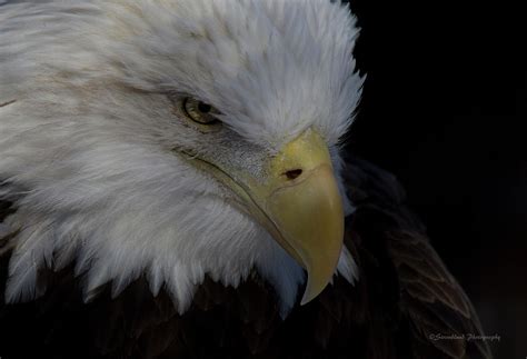 Eye Of The Eagle Photograph By Straublund Photography Fine Art America