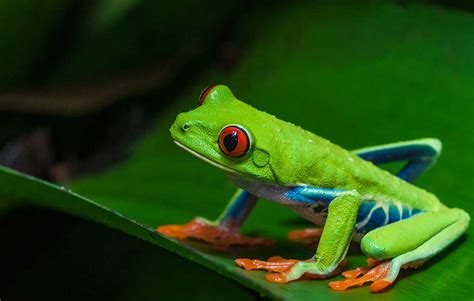 It begins with a cacophony of song and ends. Does anyone on here know anything about frogs. What kind ...