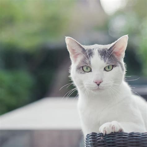 18 Cat Tembok White Grey Konsep Terpopuler