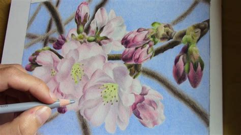 Drawing Cherry Blossoms With Colored Pencils Youtube