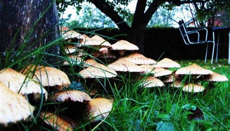 The Complete Guide How To Remove Mushrooms From Lawn Improved Yard