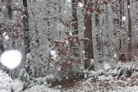 Fotos Gratis Invierno Árboles Bosque árbol Congelación Escarcha