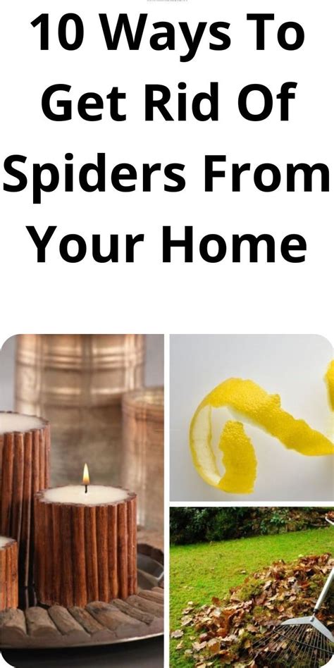 10 Ways To Get Rid Of Spiders From Your Home And Keep Them Out For Good