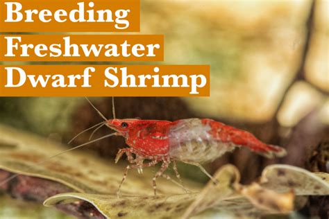 Guide To Breeding Freshwater Dwarf Shrimp For Beginners
