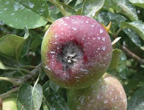 Black Rot Ontario Appleipm